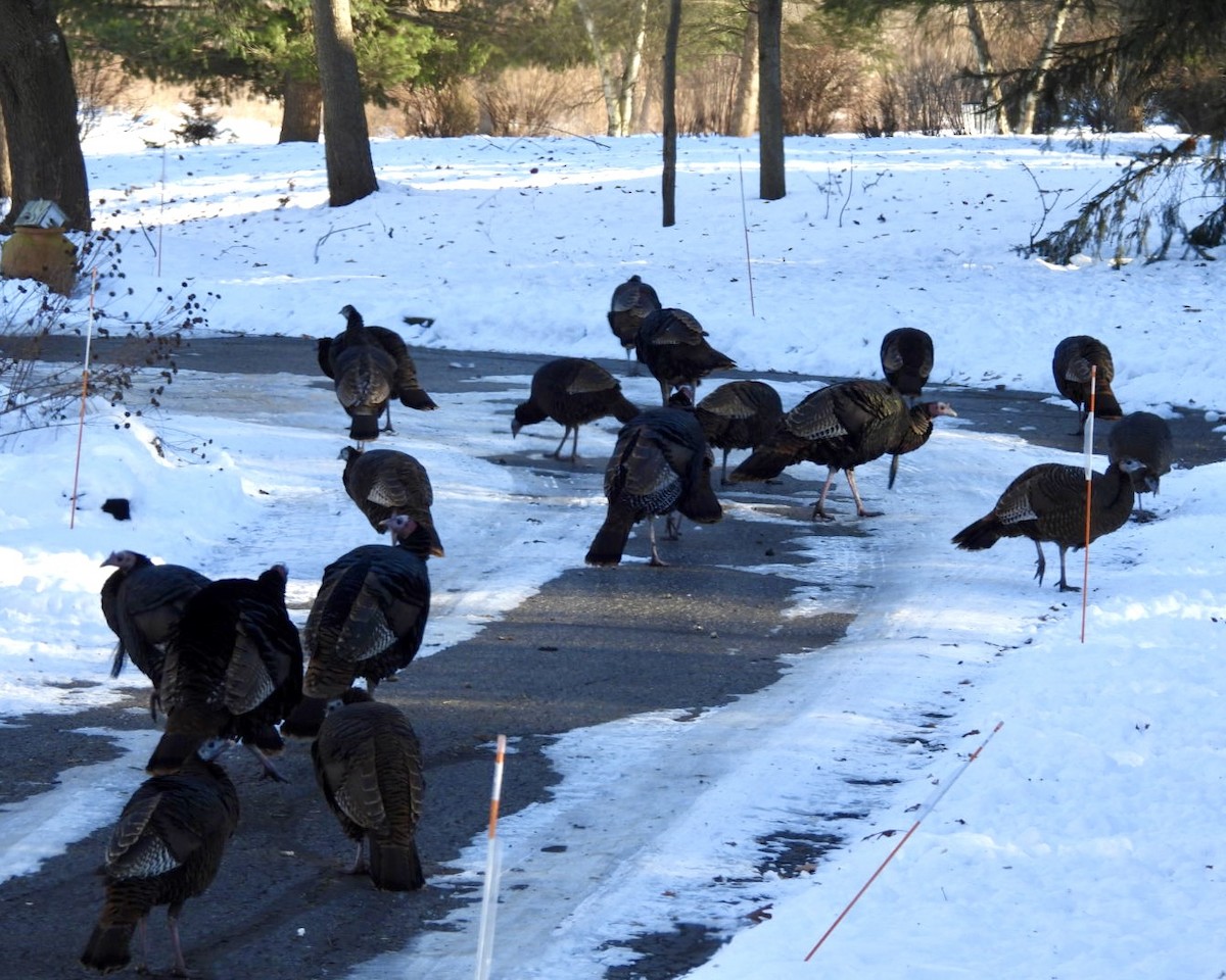 Wild Turkey - ML646931899