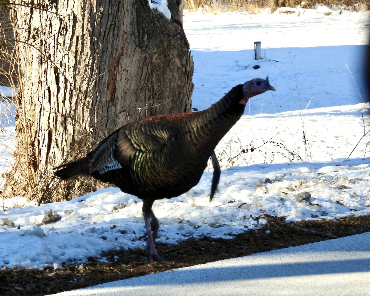 Wild Turkey - ML646931900