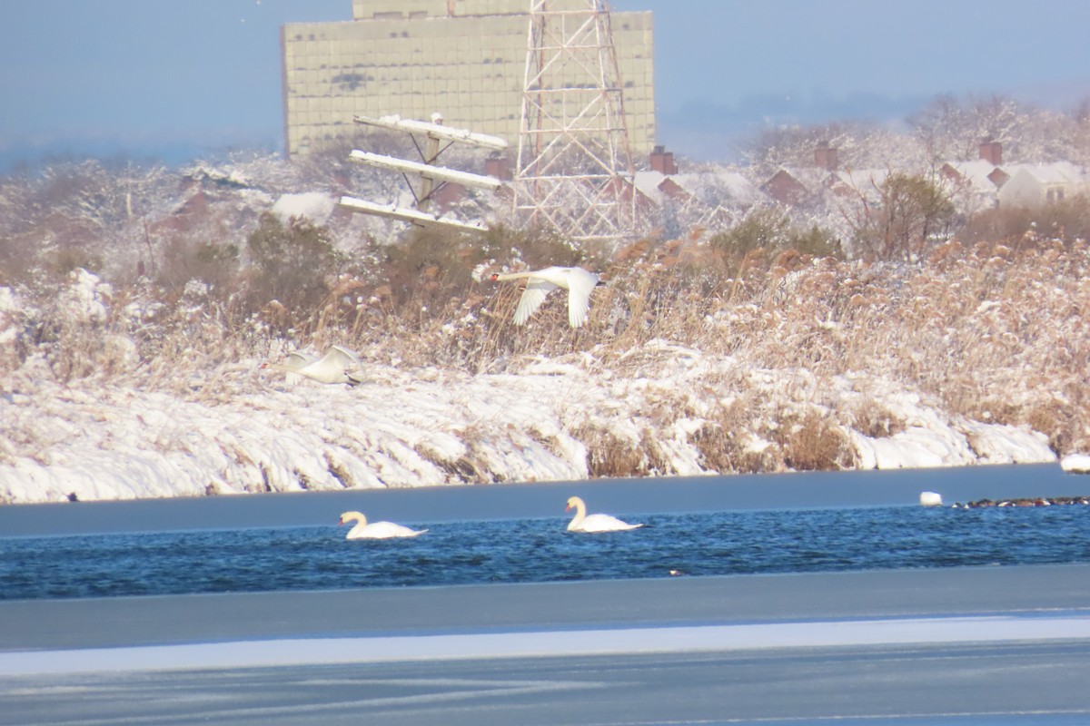 Лебідь-шипун - ML646931903