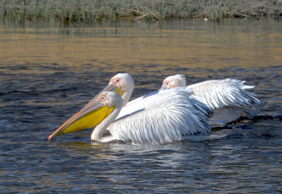 Розовый пеликан - ML646931907