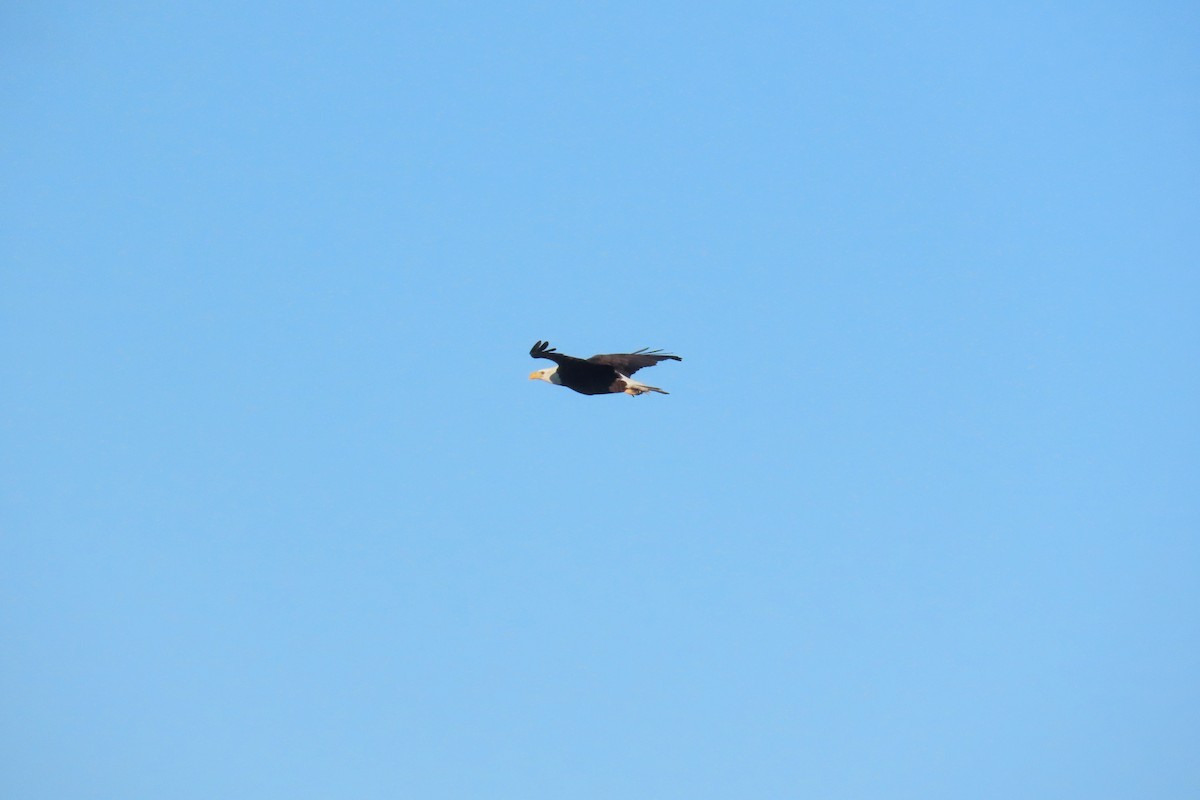 Орлан білоголовий - ML646931912