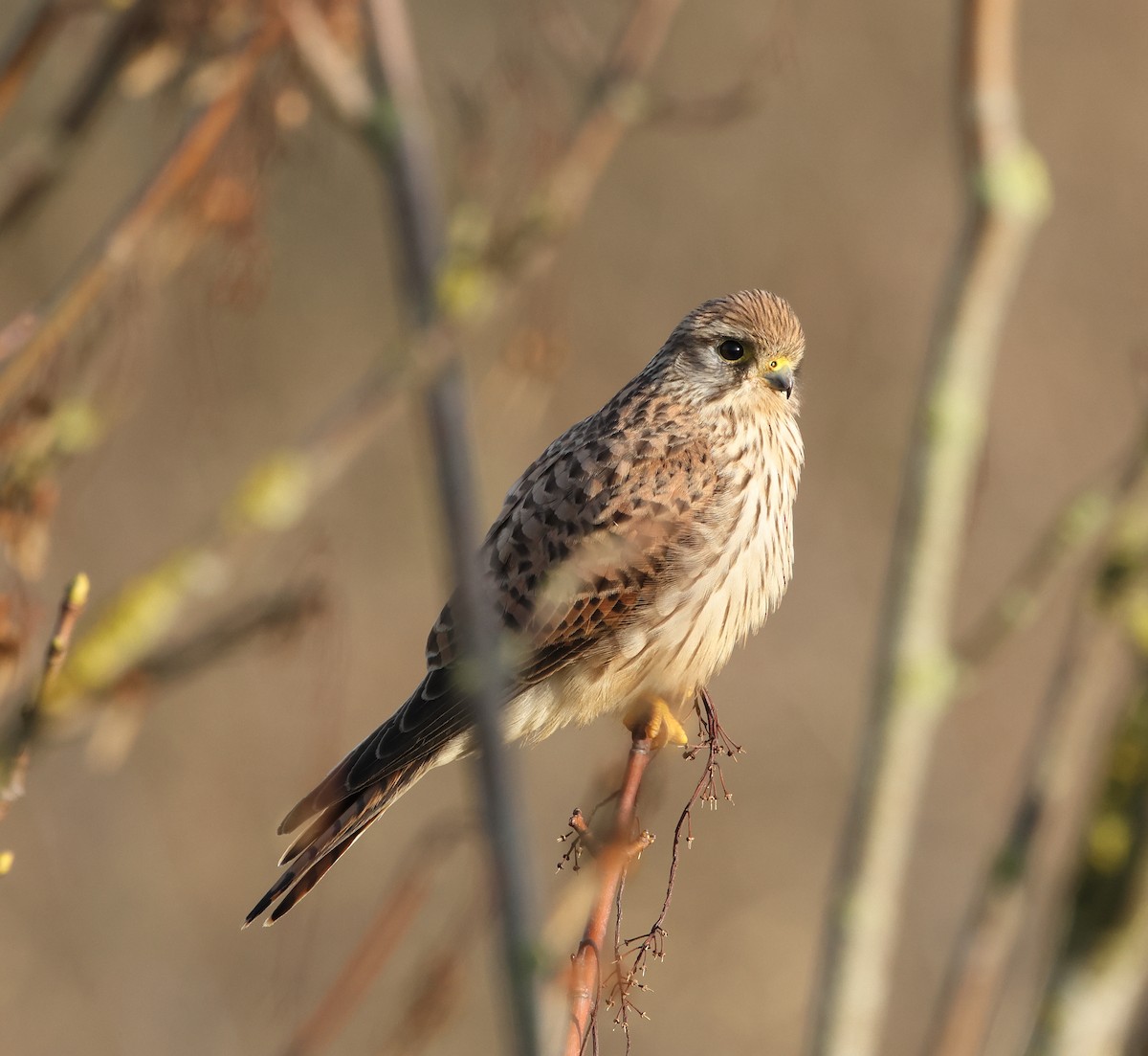 Eurasian Kestrel - ML646931918