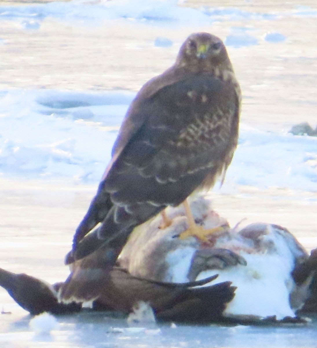 Aguilucho de Hudson - ML646931920