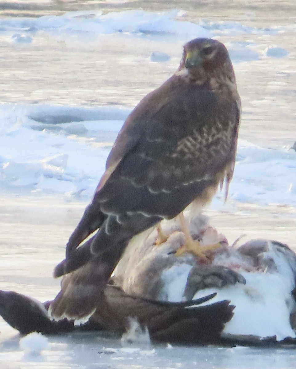 Aguilucho de Hudson - ML646931921