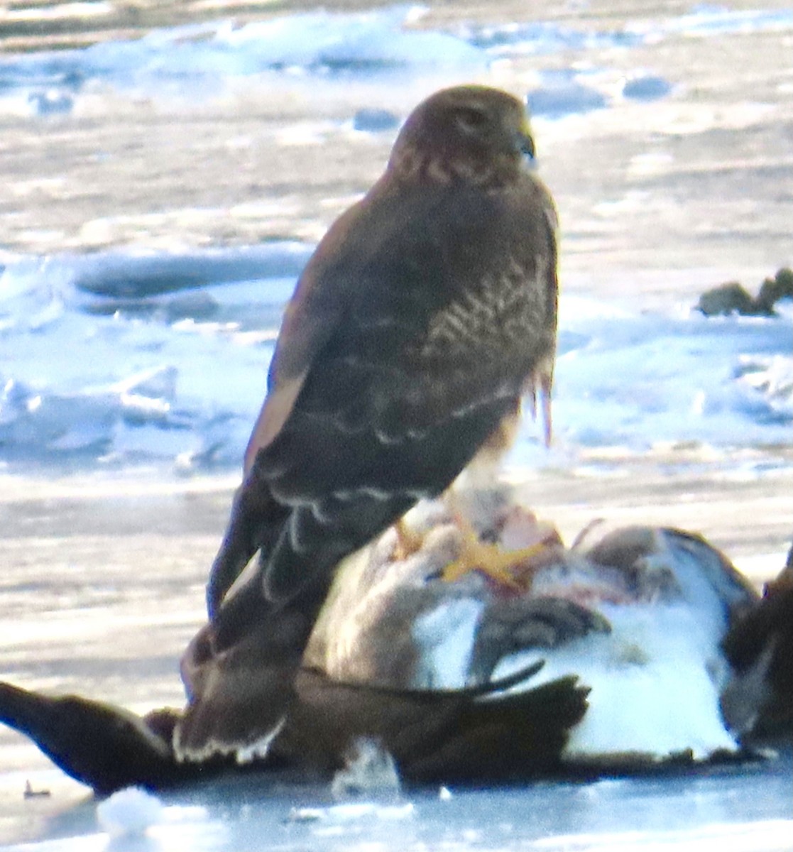 Aguilucho de Hudson - ML646931922