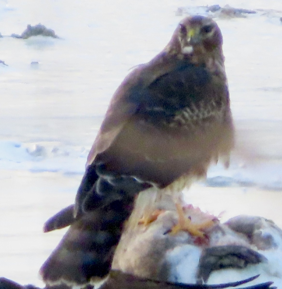 Aguilucho de Hudson - ML646931923