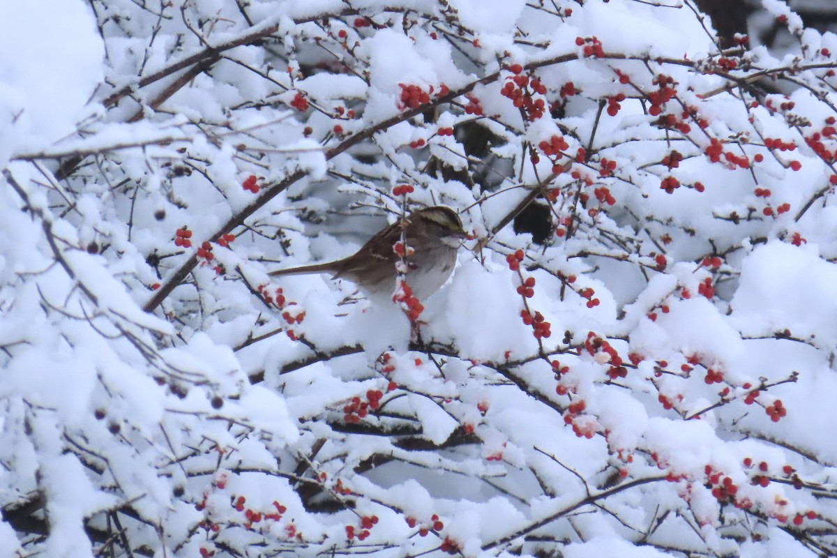 Бруант білогорлий - ML646931929