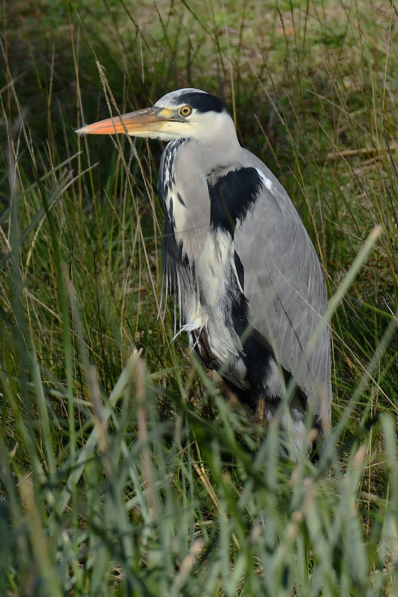 Gray Heron - ML646931931