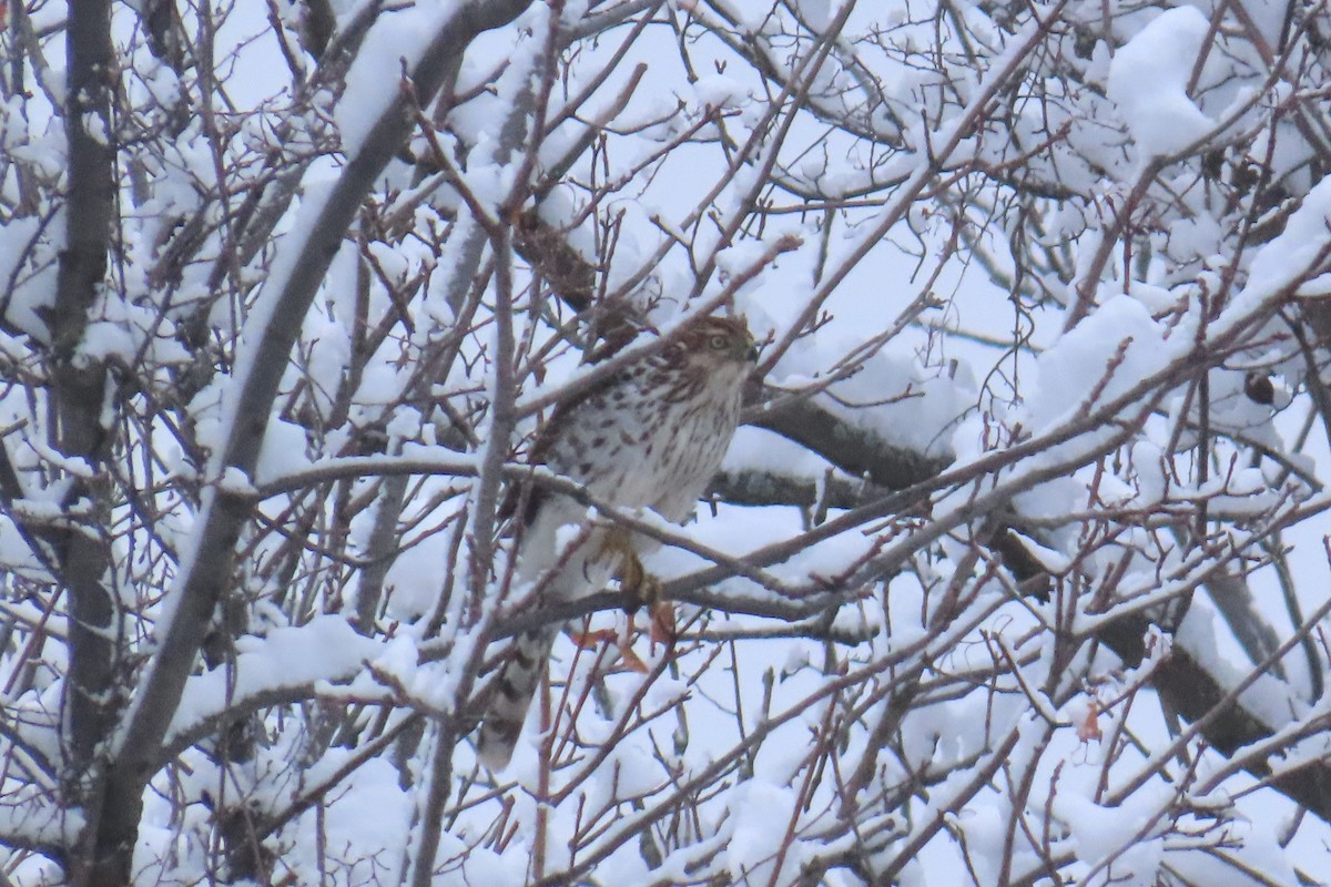 Яструб чорноголовий - ML646931936