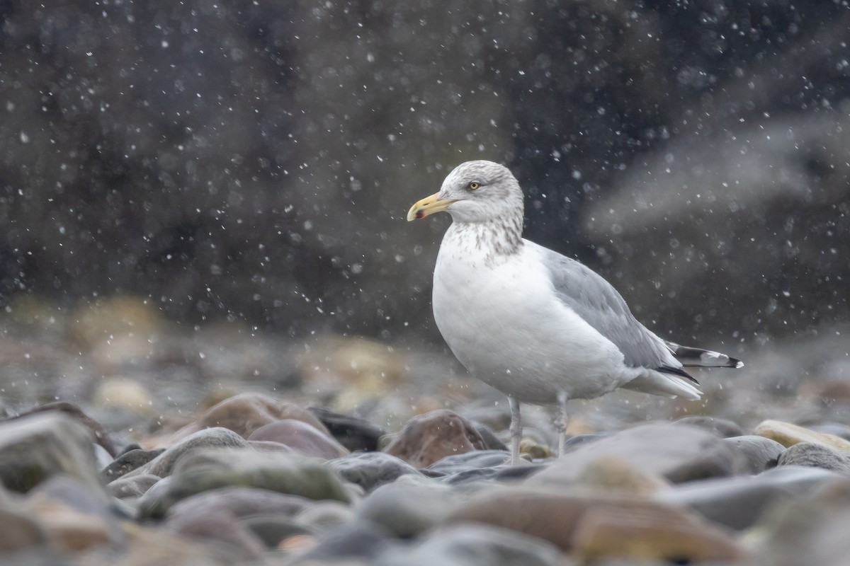 American Herring Gull - ML646931941