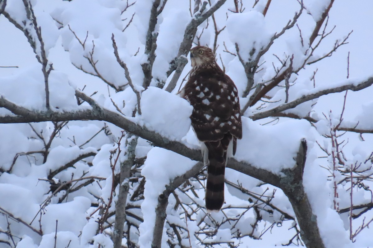 Яструб чорноголовий - ML646931942