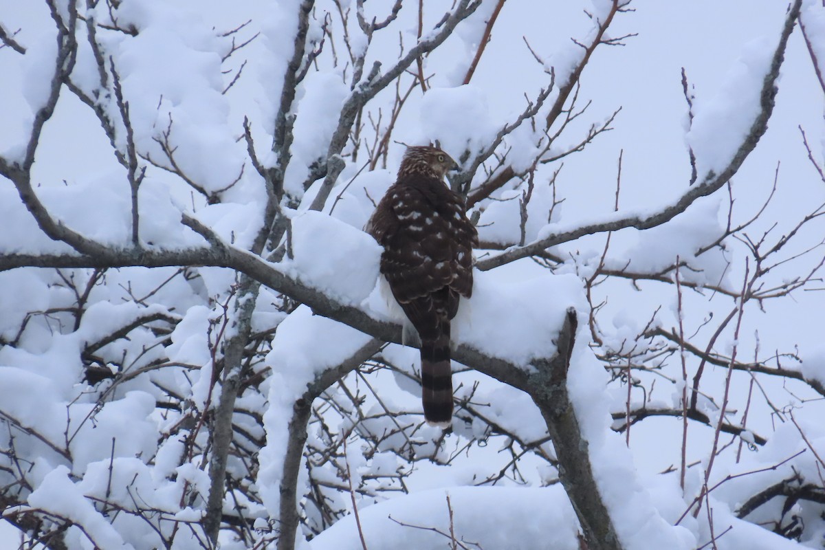 Яструб чорноголовий - ML646931943