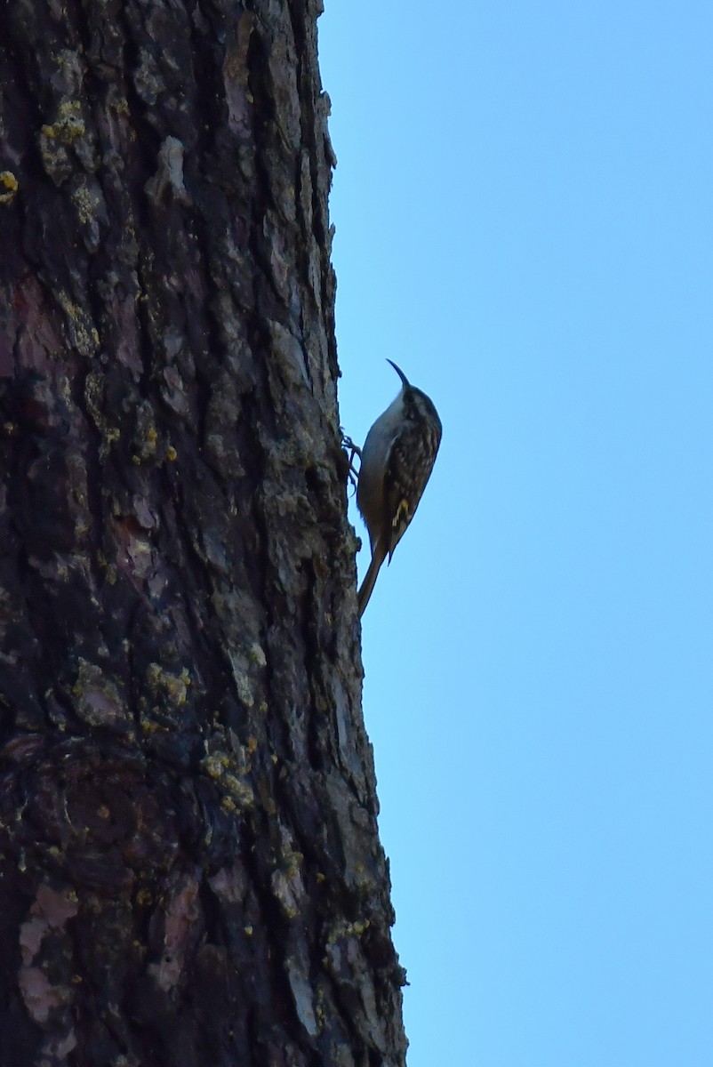 Short-toed Treecreeper - ML646931945