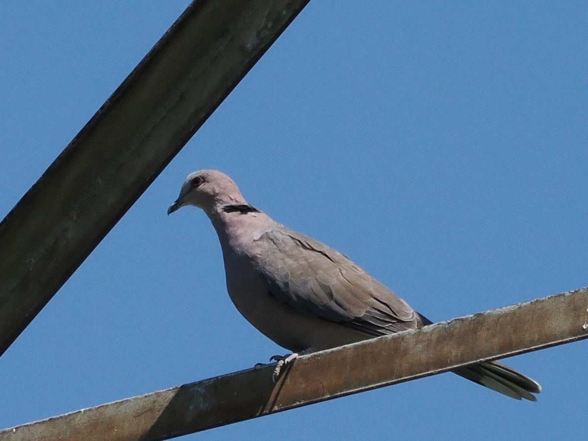 Red-eyed Dove - ML646931946