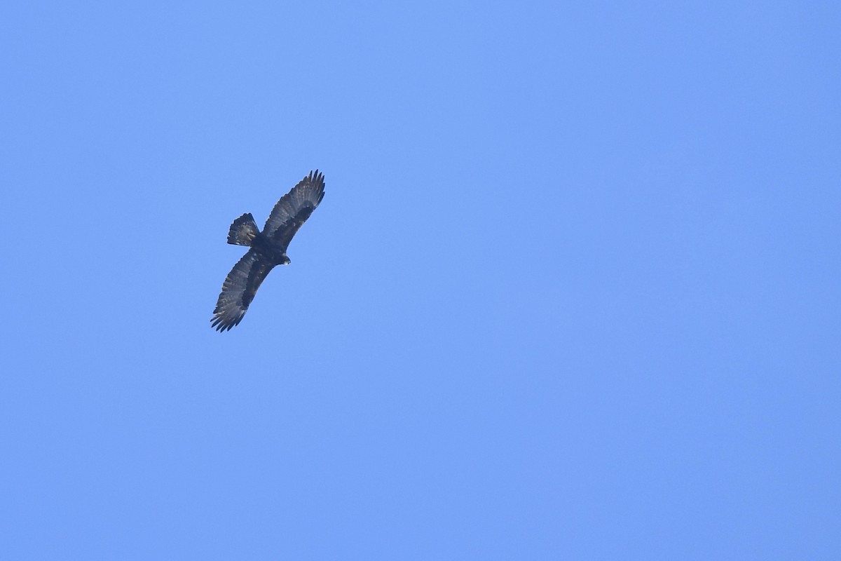 Цармын бүргэд - ML646931963