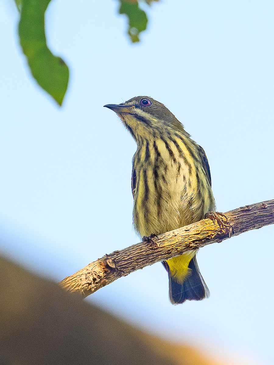 Yellow-vented Flowerpecker - ML646931968