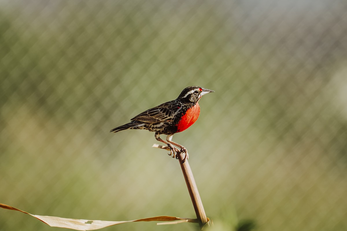 Sturnelle du Pérou - ML646931973