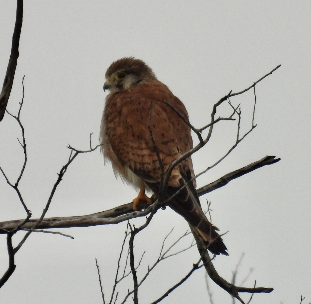 Nankeen Kestrel - ML646931976
