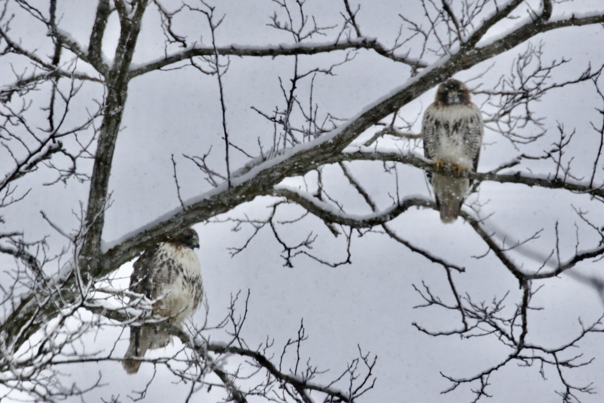 Канюк неоарктичний - ML646931977