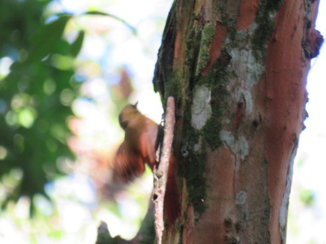 Olivaceous Woodcreeper - ML646931979