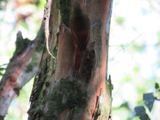 Olivaceous Woodcreeper - ML646931980