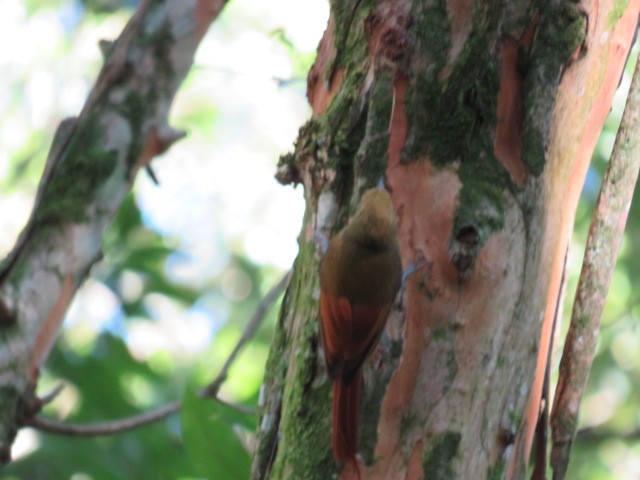 Olivaceous Woodcreeper - ML646931981