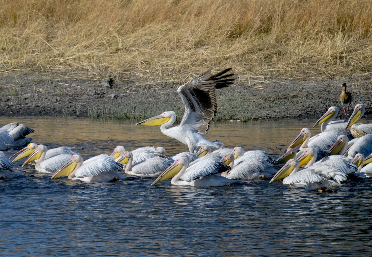 Розовый пеликан - ML646931988