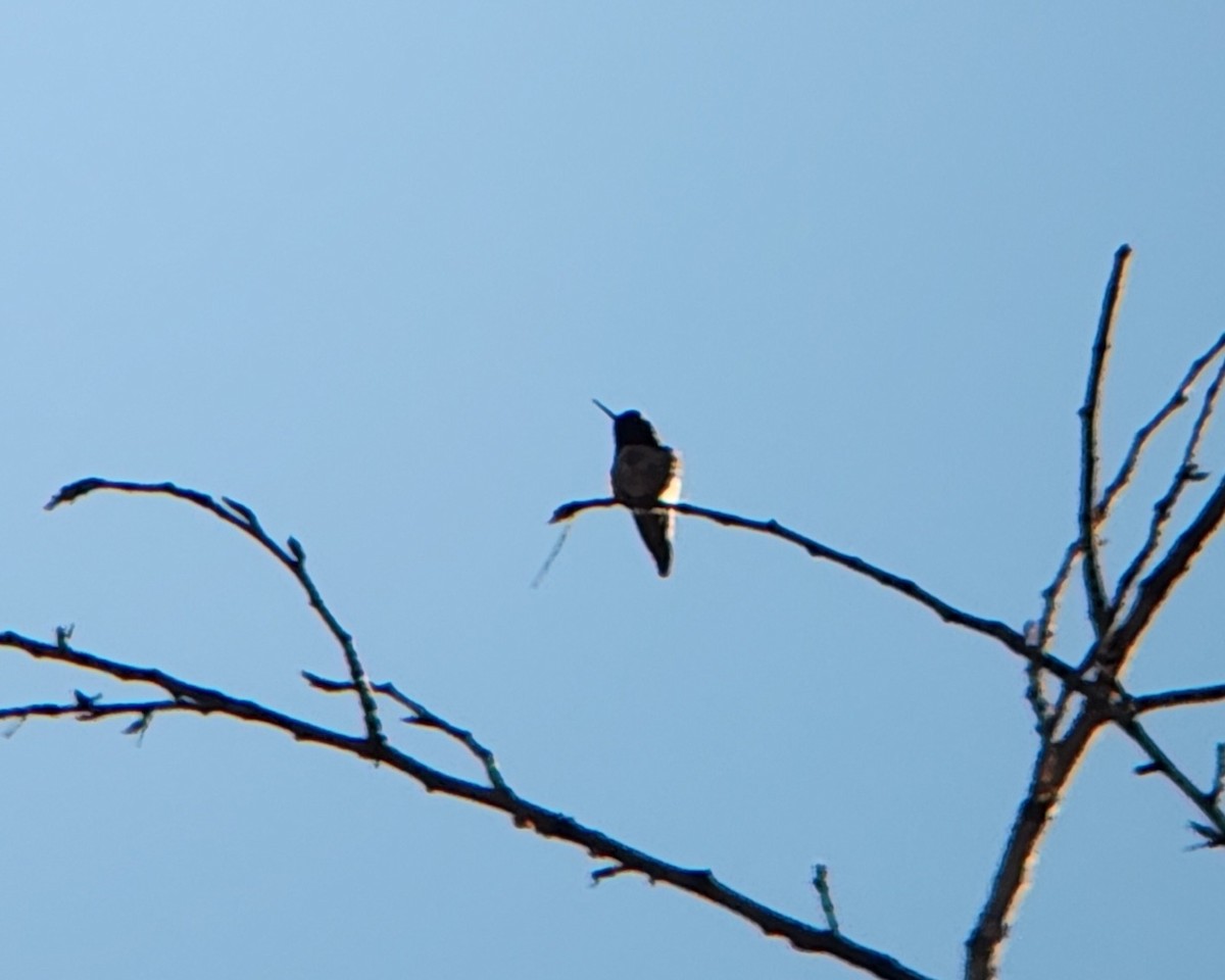 Anna's Hummingbird - ML646931993