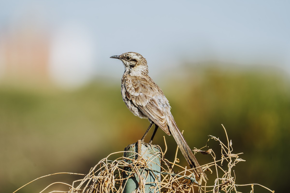 Moqueur à longue queue - ML646931994