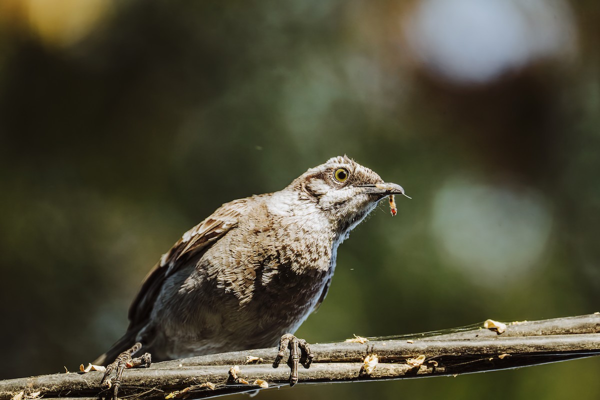 Moqueur à longue queue - ML646931995