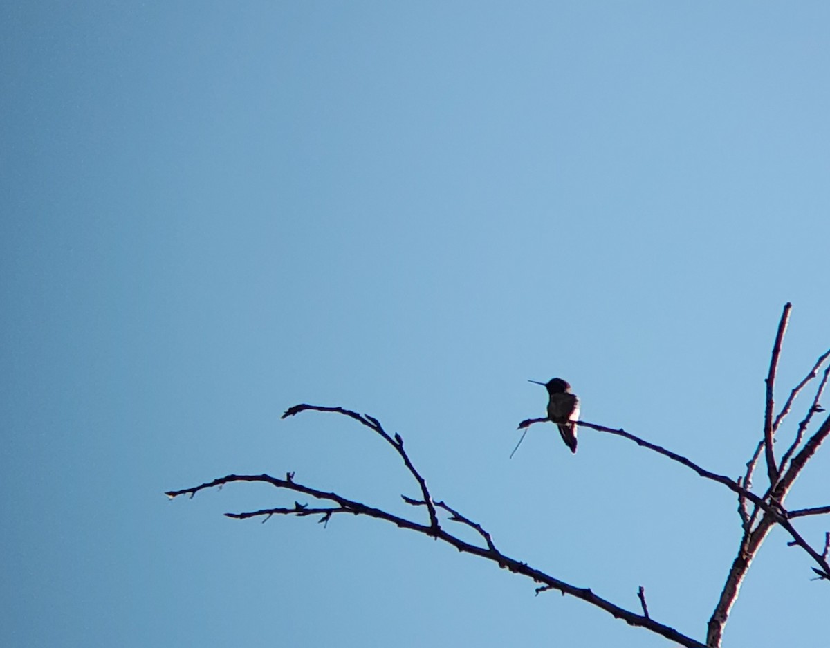 Anna's Hummingbird - ML646931998
