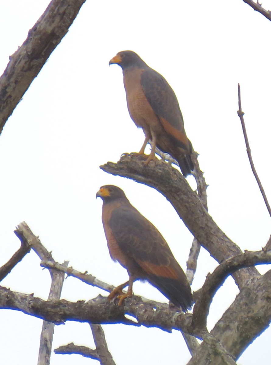Rufous Crab Hawk - ML646931999