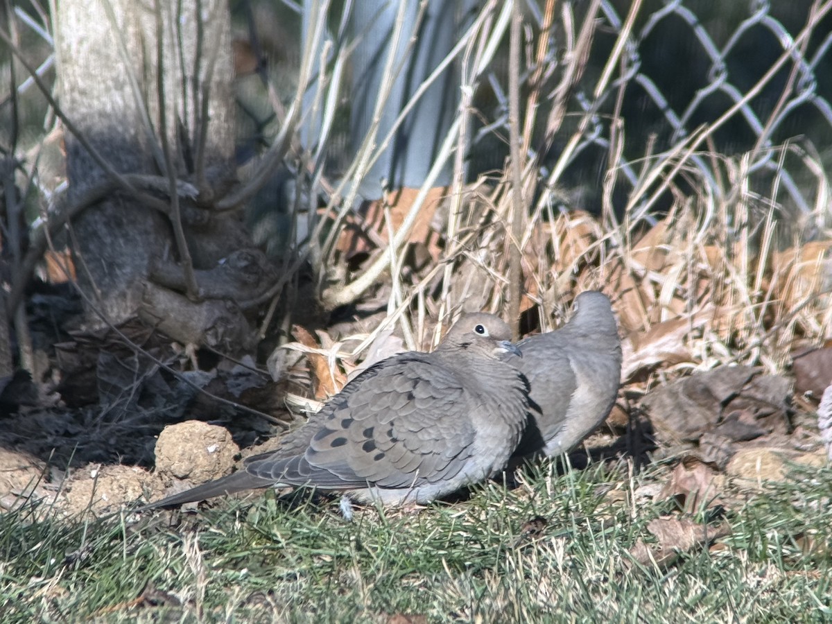 Mourning Dove - ML646932001