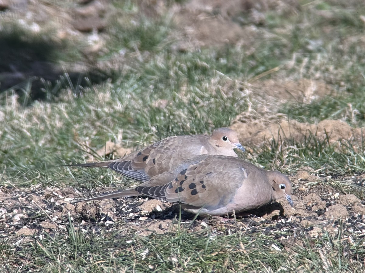 Mourning Dove - ML646932002