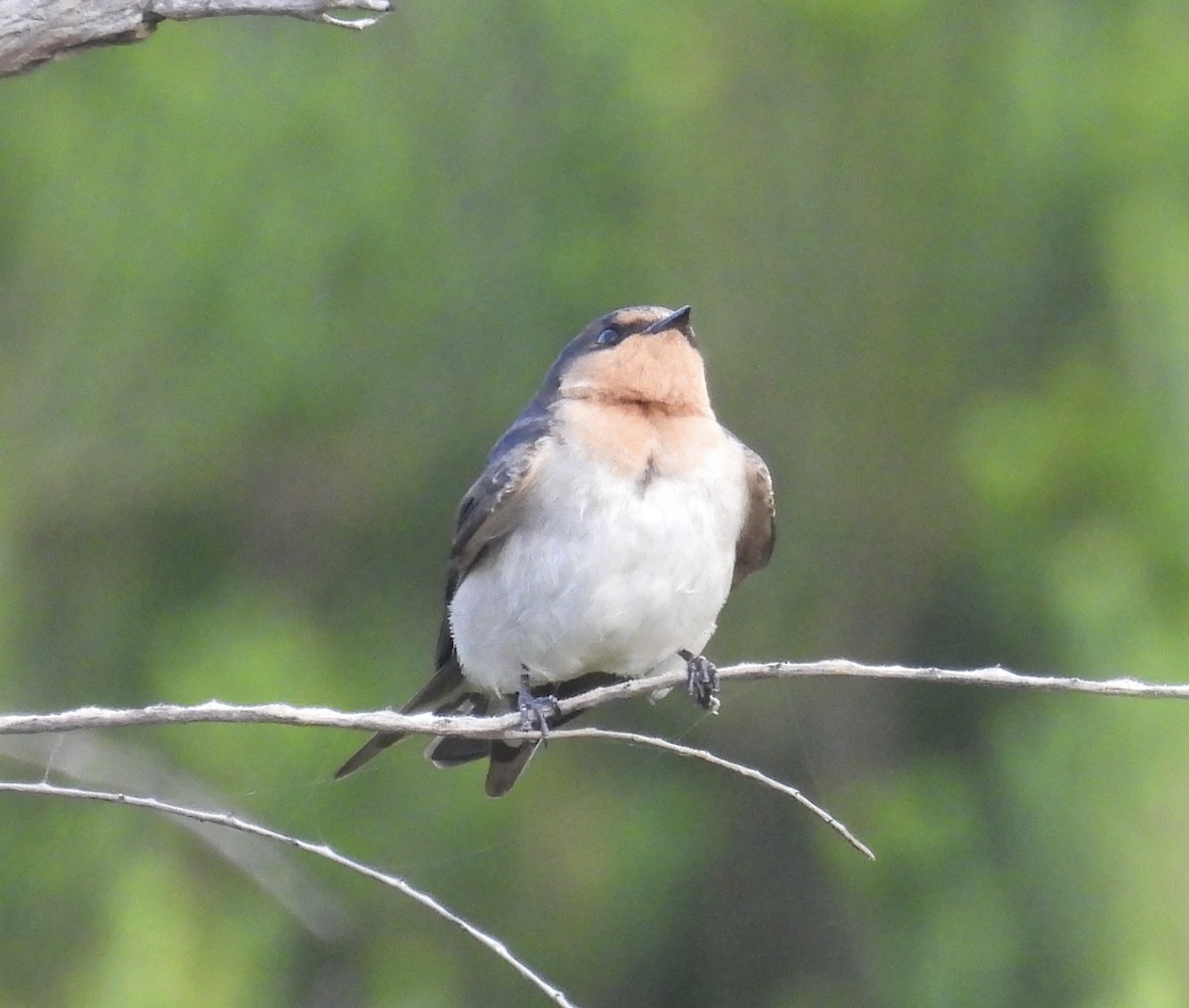 Welcome Swallow - ML646932003