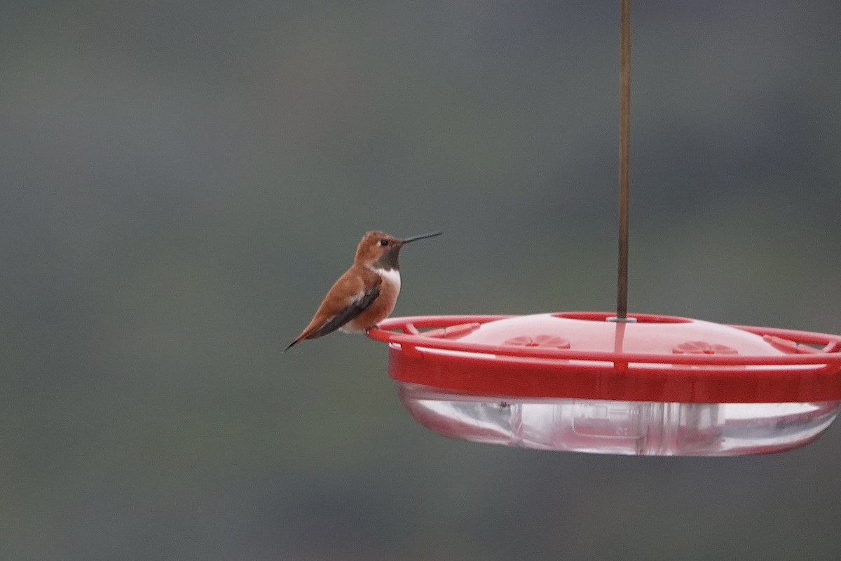 Rufous Hummingbird - ML646932004