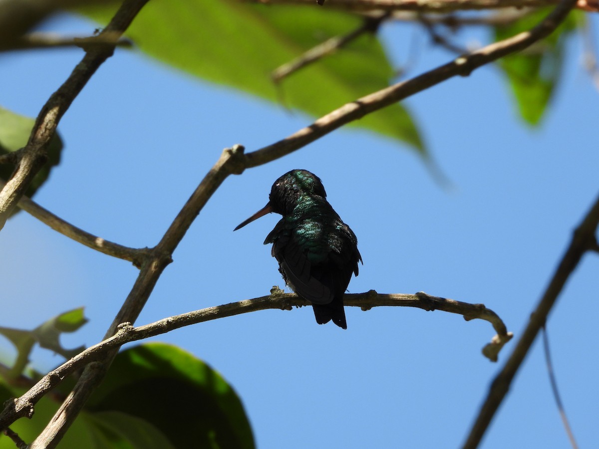 Red-billed Emerald - ML646932005