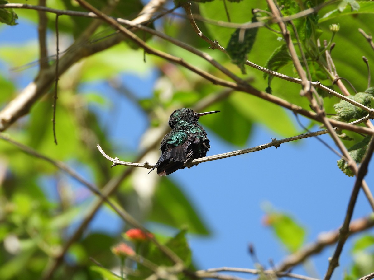 Red-billed Emerald - ML646932006