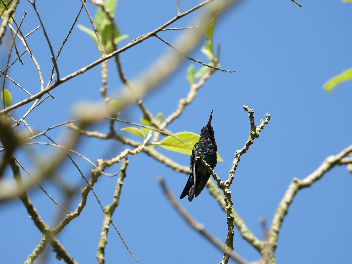 Red-billed Emerald - ML646932007