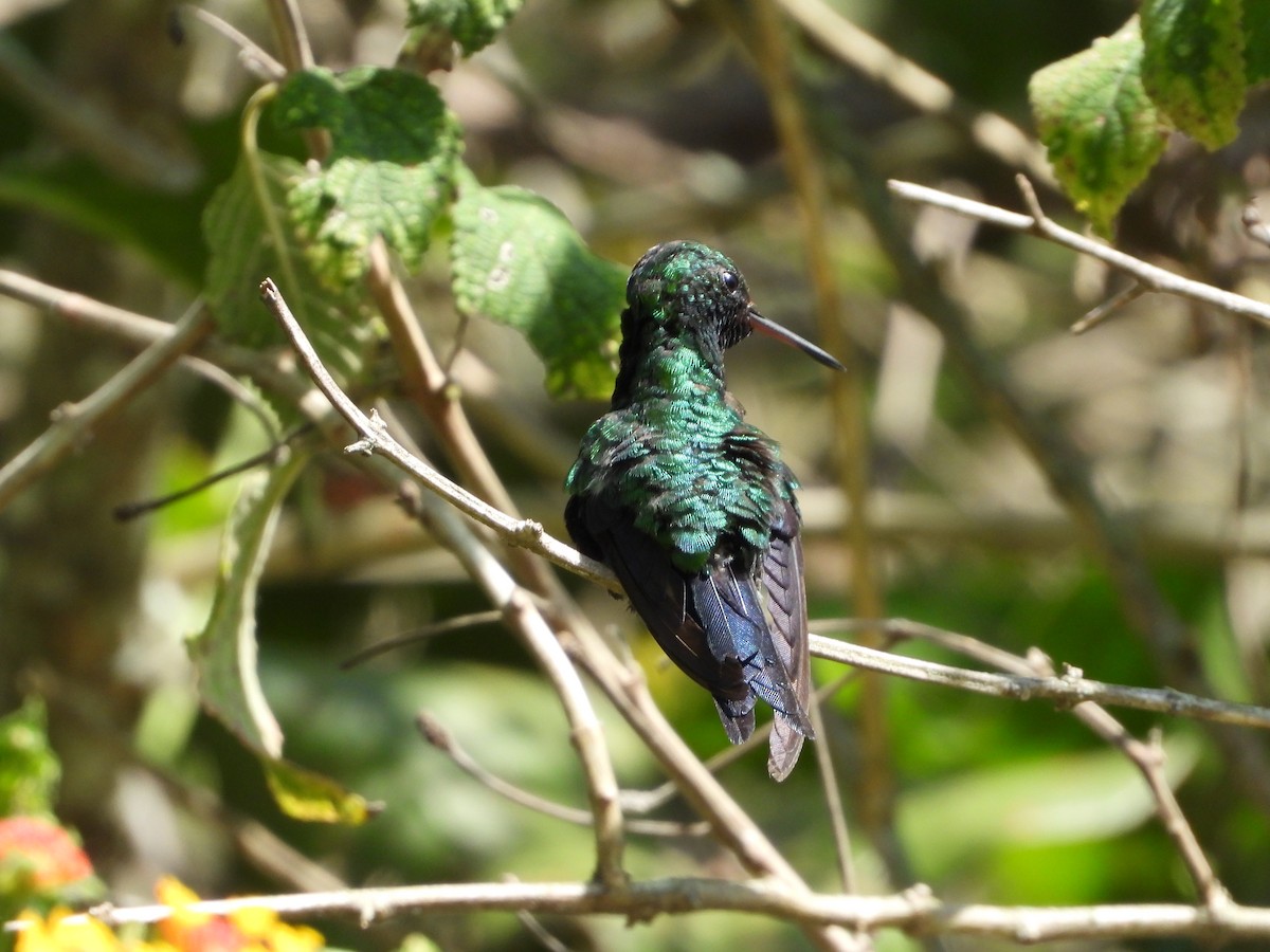 Red-billed Emerald - ML646932008