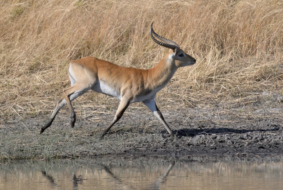 動物界 - ML646932009