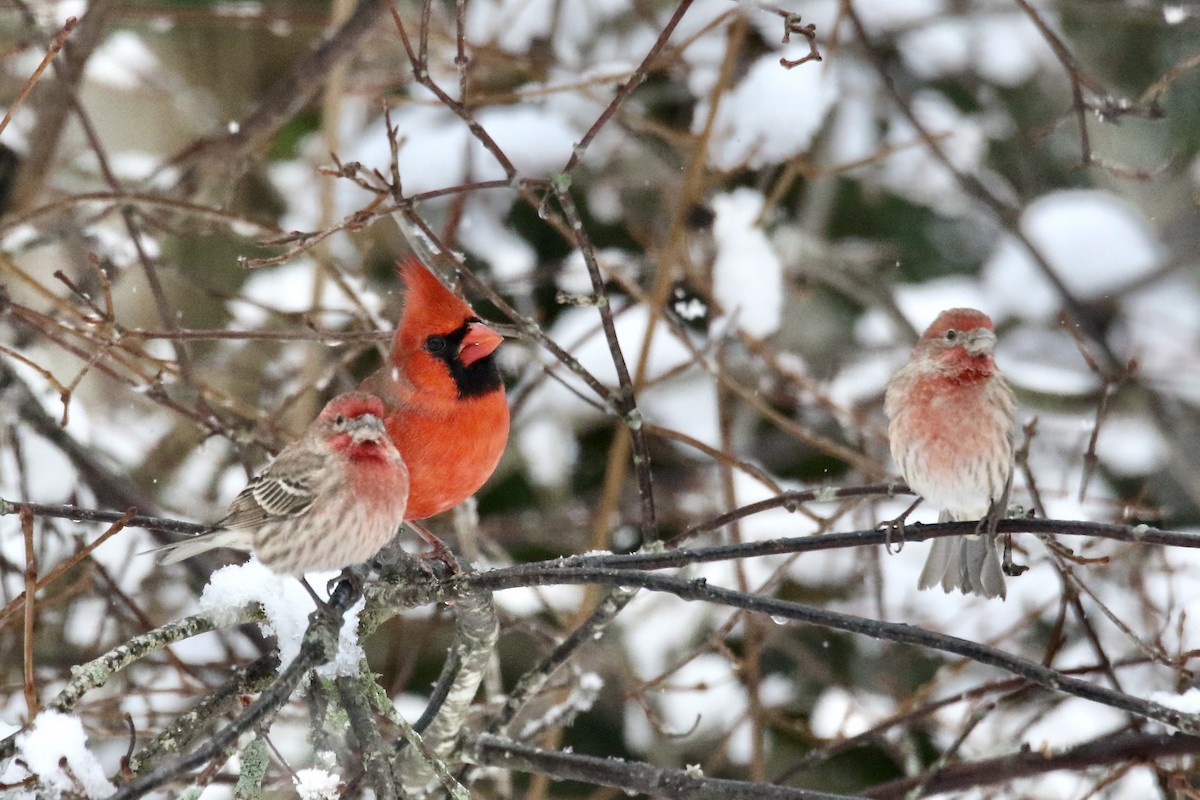 Чечевиця садова - ML646932010