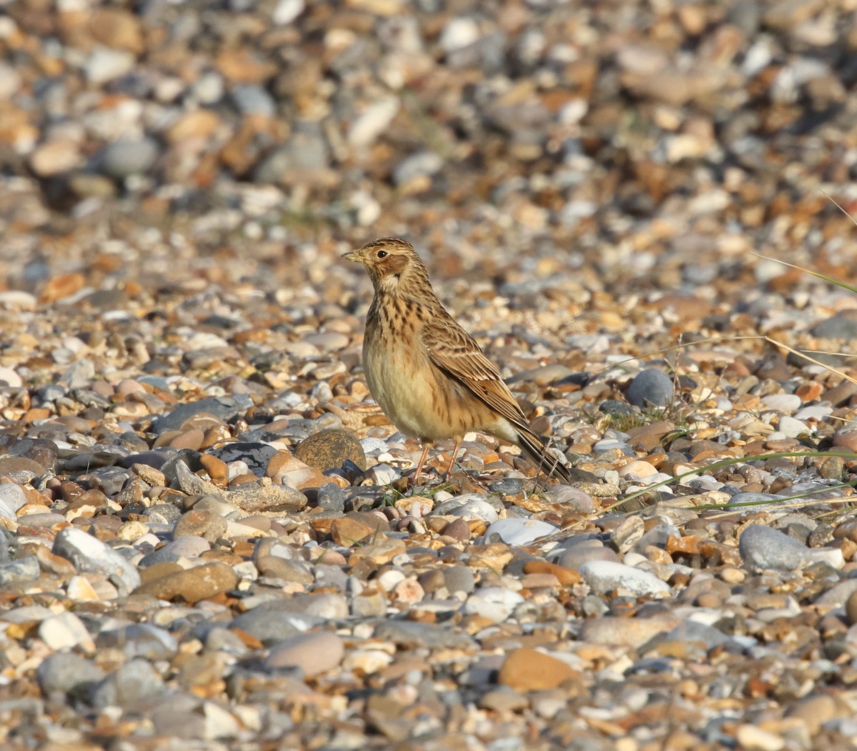 Eurasian Skylark - ML646932011