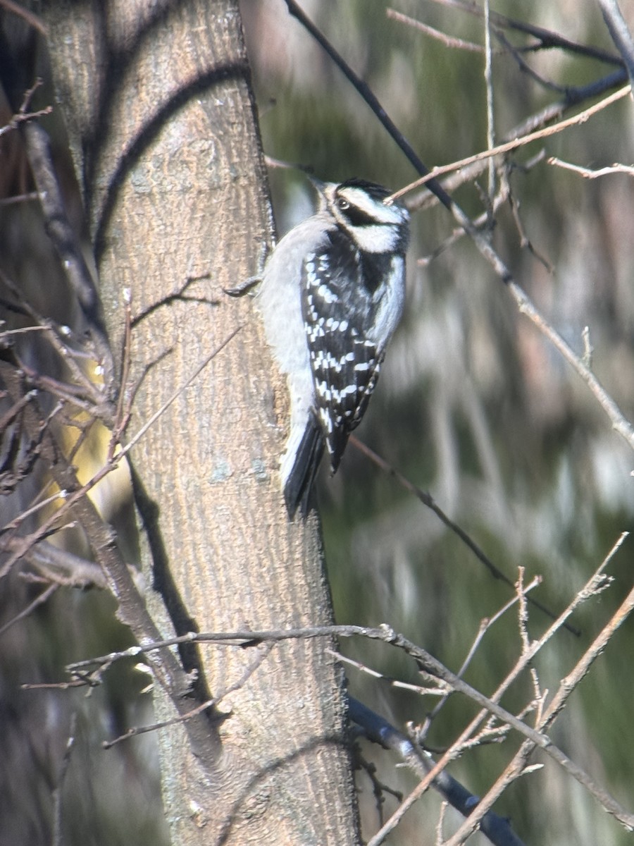 Downy Woodpecker - ML646932012