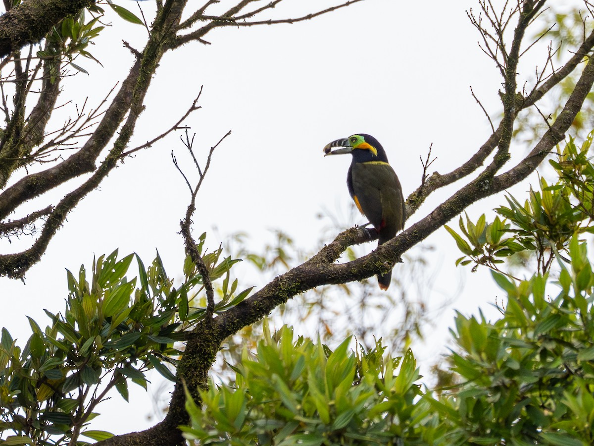 Spot-billed Toucanet - ML646932013
