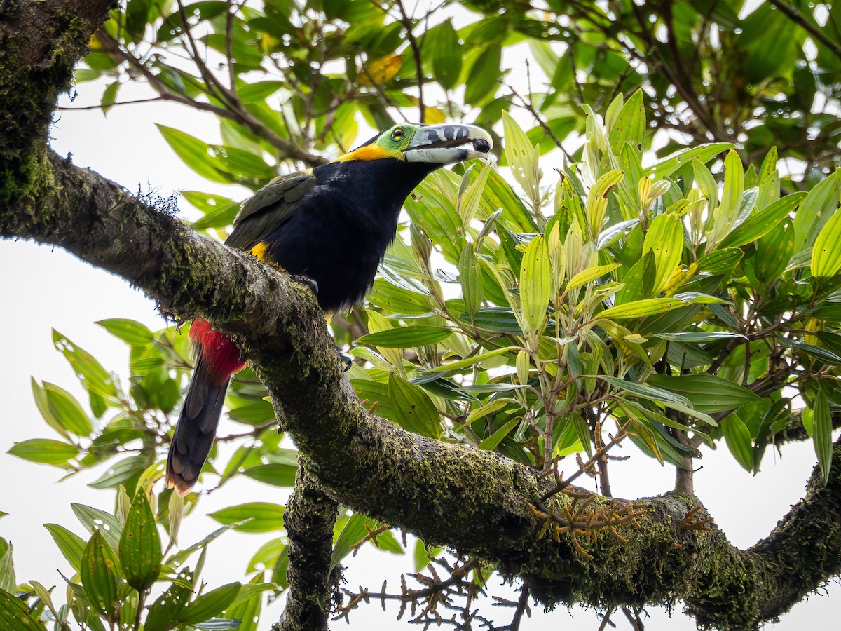 Spot-billed Toucanet - ML646932014