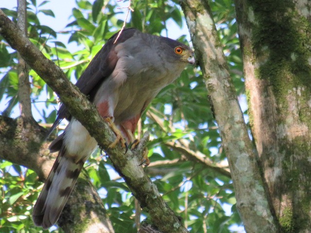 Bicolored Hawk - ML646932015