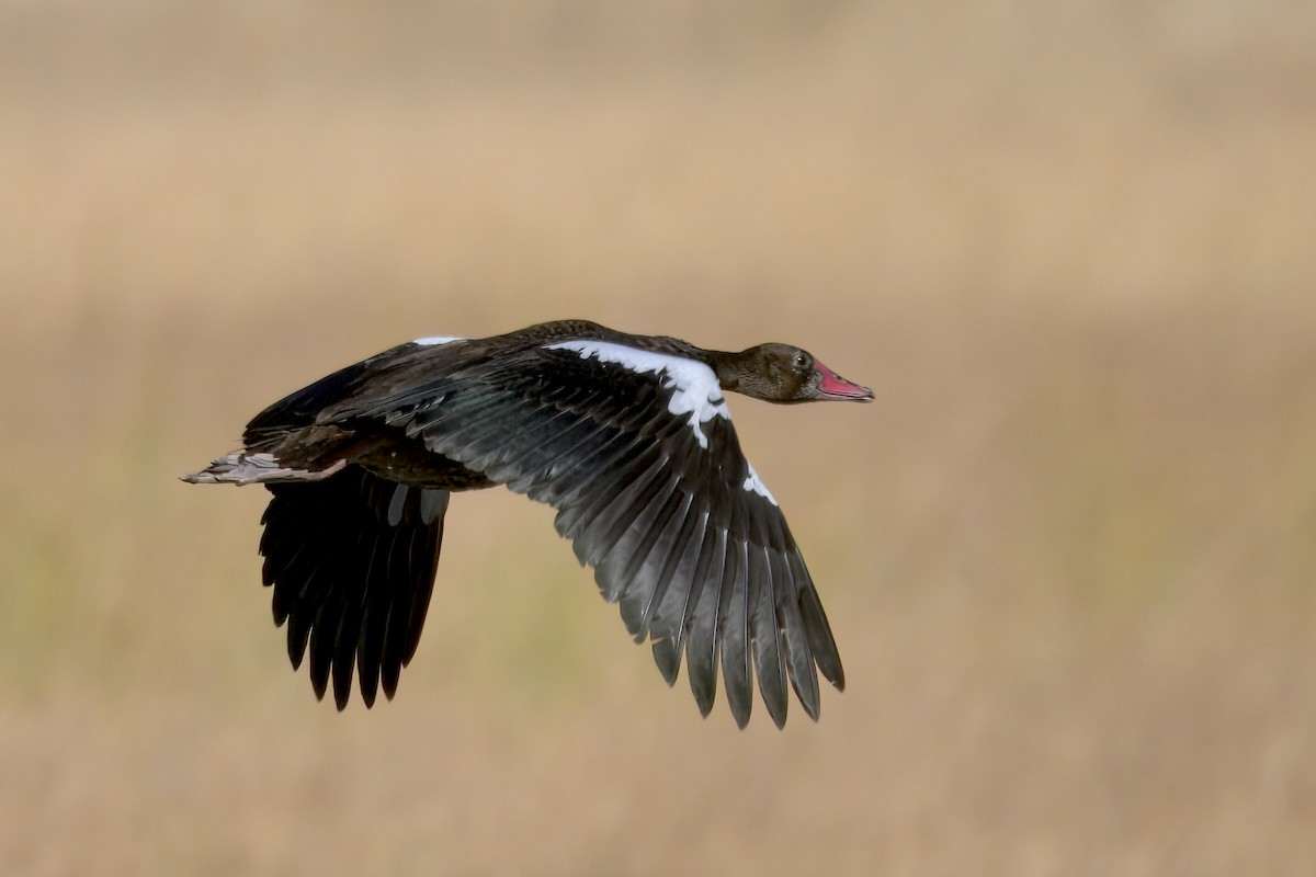 ツメバガン - ML646932016