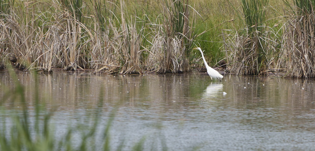 Büyük Ak Balıkçıl - ML646932019