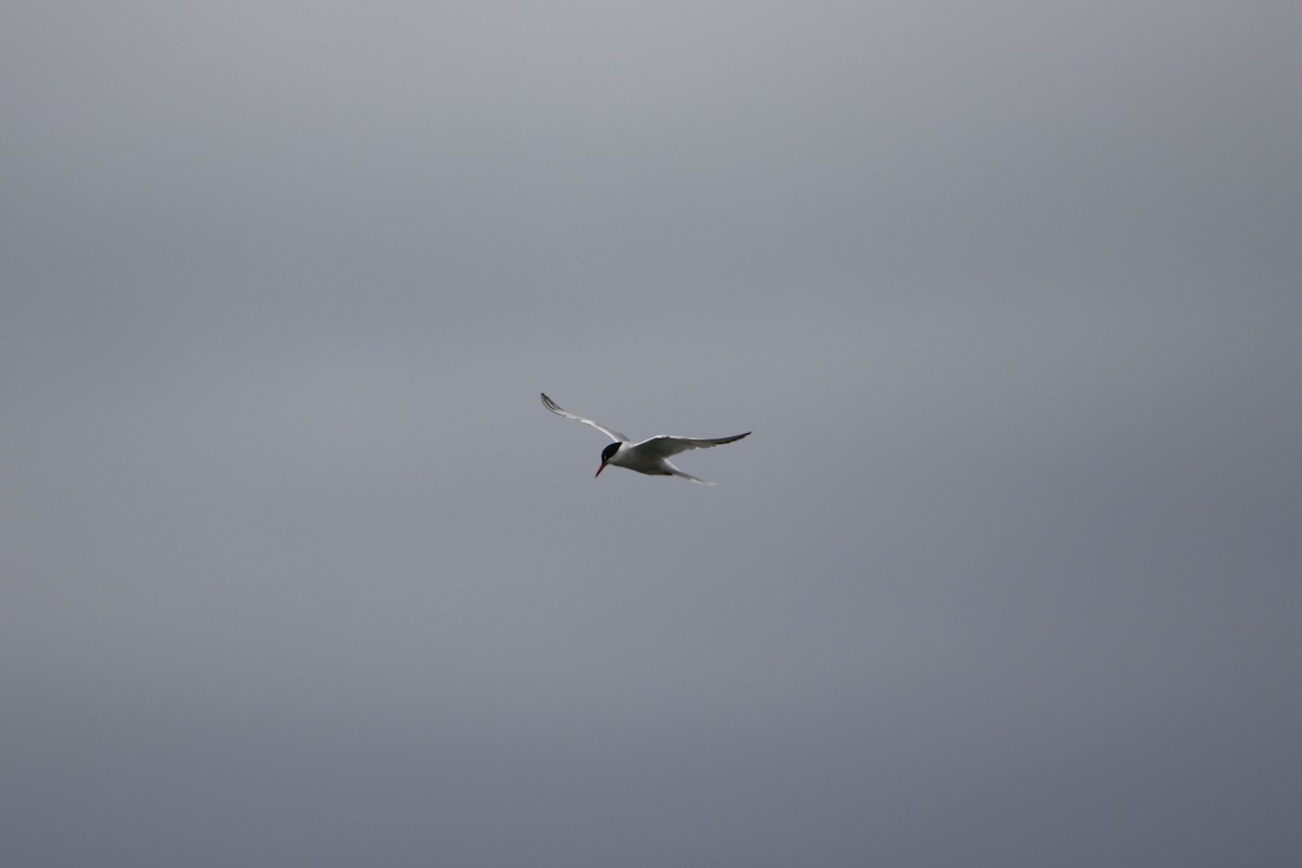 Common Tern - ML646932020